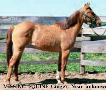 MISSING EQUINE Ginger, Near unknown, WI, 54481